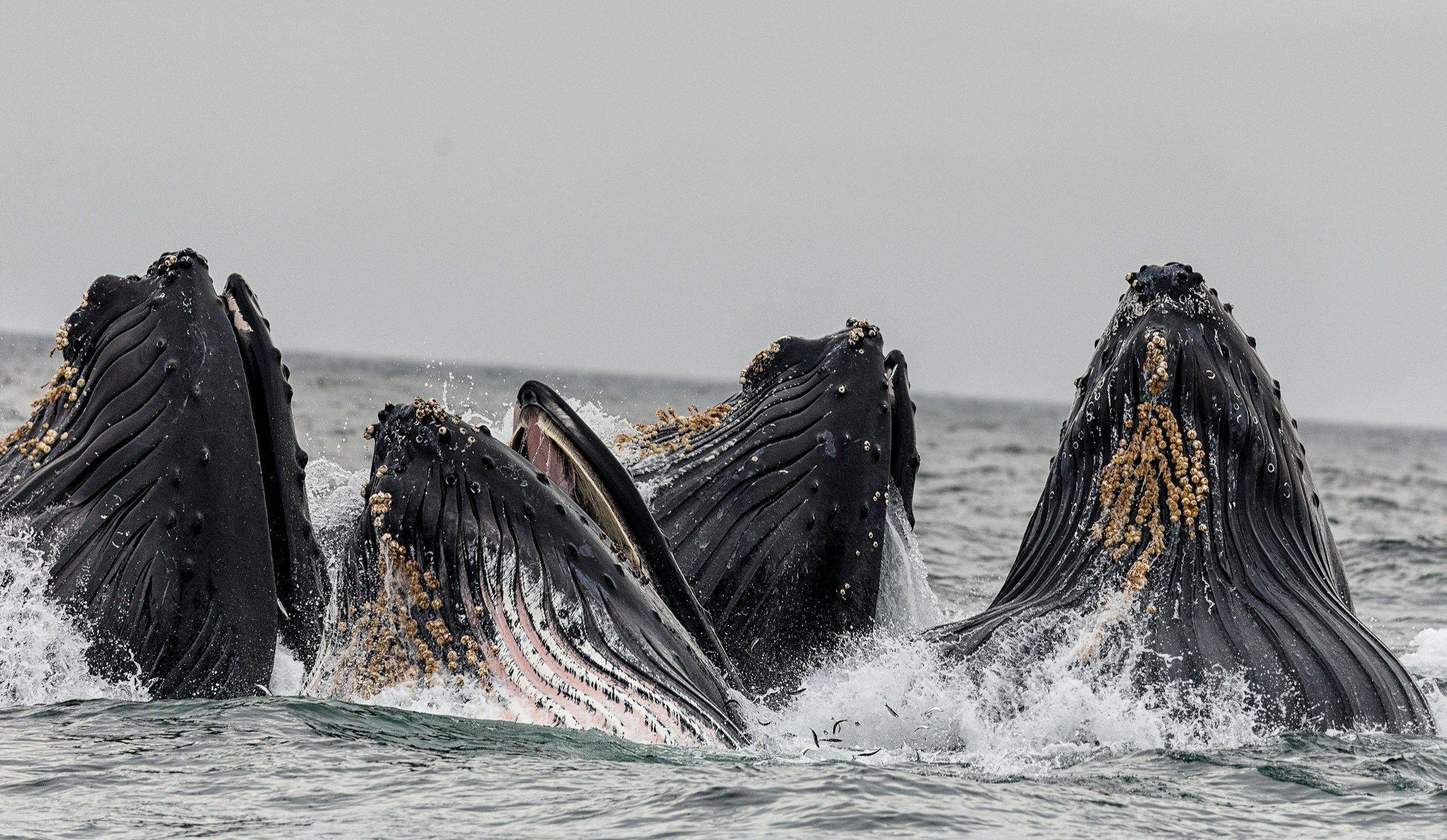 Whales popping their head out of the water